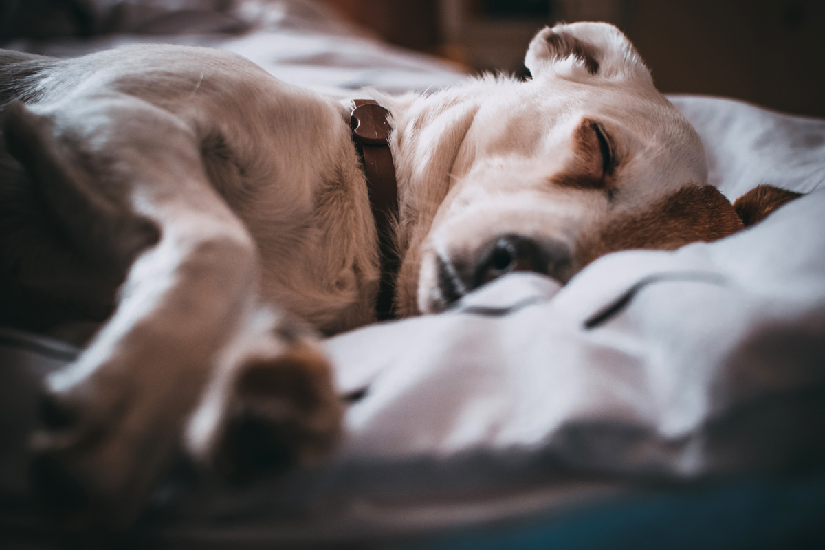 Dog sleeping in bed dog sleeping in a bed